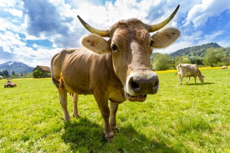 A Brown Swiss cow in a vibrant green pasture under a bright sky.